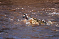 Nile crocodile (Crocodylus niloticus) attacking a Grant's gazelle (Nanger granti) as it crosses the Mara River. Masai Mara National Reserve, Kenya, September 2009
