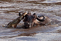 Nile crocodile (Crocodylus niloticus) attacking a Wildebeest (Connochaetes taurinus) as it crosses the Mara River. Masai Mara National Reserve, Kenya, September 2009