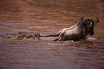 Nile crocodile (Crocodylus niloticus) attacking a Wildebeest (Connochaetes taurinus) as it crosses the Mara River. Masai Mara National Reserve, Kenya, October 2009