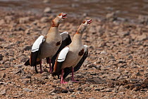 Egyptian geese (Alopochen aegyptiacus) male and female pair calling to defend teritory. Masai Mara National Reserve, Kenya, October 2009