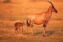 Topi female with her new-born calf (Damaliscus lunatus jimela). Masai Mara National Reserve, Kenya, October 2009