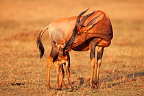 Topi female licking her new-born calf (Damaliscus lunatus jimela). Masai Mara National Reserve, Kenya, October 2009
