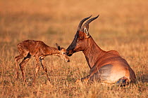 Topi female (Damaliscus lunatus jimela) licking her new-born calf. Masai Mara National Reserve, Kenya, October 2009
