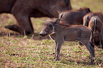 Warthog piglet (Phacochoerus africanus) with mother and siblings feeding in the background. Masai Mara National Reserve, Kenya, October 2009