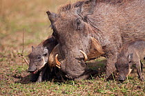 Warthog female (Phacochoerus africanus) feeding with piglets. Masai Mara National Reserve, Kenya, October 2009