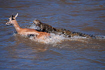 Nile crocodile (Crocodylus niloticus) attacking a Thomson's gazelle (Eudorcas thomsonii) as it crosses the Mara River. Masai Mara National Reserve, Kenya, October 2009