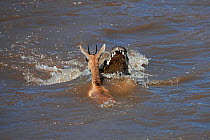 Nile crocodile (Crocodylus niloticus) attacking a Thomson's gazelle (Eudorcas thomsonii) as it crosses the Mara River. Masai Mara National Reserve, Kenya, October 2009