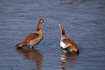 Egyptian geese (Alopochen aegyptiacus) male and female in a pair-bonding ritual. Masai Mara National Reserve, Kenya, October 2009