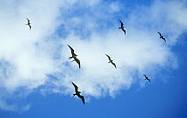 Ascension frigatebird (Fregata aquila) flock soaring high, Ascension island, Atlantic Ocean, Vulnerable species