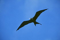 Ascension frigatebird (Fregata aquila) male soaring high, Ascension island, Atlantic Ocean, Vulnerable species