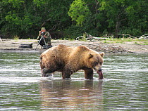 Igor Shpilenok photographing Kamchatka brown bear (Ursus arctos beringianus) fishing in river, Kamchatka, Far East Russia, photograph by Vasily Maksimov, August 2008