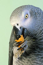 African grey parrot (Psittacus erithacus) captive, feeding, holding peanut with claw, Endangered species