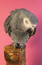 African grey parrot (Psittacus erithacus) captive, perched, Endangered species