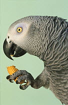 African grey parrot (Psittacus erithacus) captive, holding peanuts case in claw, feeding, Endangered species