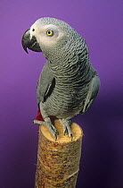 African grey parrot (Psittacus erithacus) captive, Endangered species