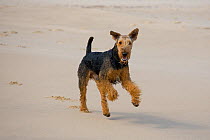 Airedale Terrier running along beach, UK