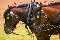 A pair of Ardennes heavy horses harnessed for ploughing, UK, July 2007