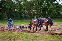 Ploughing with a pair of Ardennes heavy horses, UK