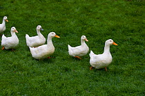 Aylesbury ducks following in a line on village green, Weedon, Buckinghamshire, UK, October