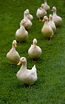 Aylesbury ducks following in a line on village green, Weedon, Buckinghamshire, UK, October