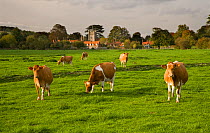 Ayrshire dairy herd of Domestic cattle grazing in field with village in background, Hambleden, Bucks, UK, October 2006