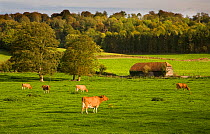 Ayrshire dairy herd of Domestic cattle grazing in field with barn and woodland in background, Hambleden, Bucks, UK, October 2006