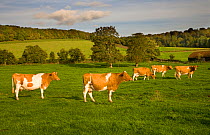 Ayrshire dairy herd of Domestic cattle grazing in field with woodland in background, Hambleden, Bucks, UK, October 2006