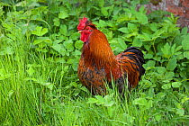 Bantum Cock, free range, mixed breed, Norfolk, UK, May