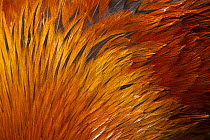 Bantum Cock, feather detail, free range, mixed breed, Norfolk, UK