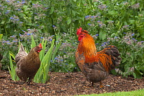 Bantum cock and hen, free range in garden, mixed breed, Norfolk, UK