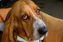 Basset hound, portrait