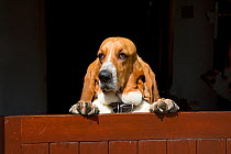 Basset hound, standing up looking over stable door, UK