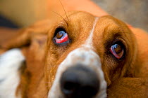 Basset hound, portrait, looking up