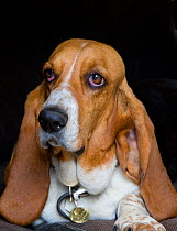Basset hound, portrait, showing name tag.