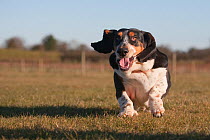 Basset hound, running in field, UK