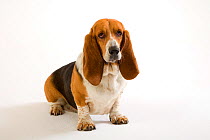 Basset hound, studio portrait