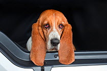 Basset hound, portrait, looking out of car, UK
