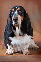 Basset hound, studio portrait