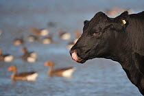 Domestic beef cattle (Bos taurus) licking nose after drinking with Greylag geese (Anser anser) in the background, Norfolk, UK, September