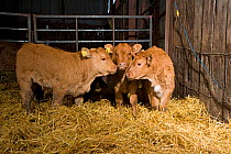 Three Domestic beef cattle calves in feeding shed, Scotland, UK, November 2007