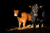 Domestic beef cattle in winter rearing shed, Scotland, UK, November 2007