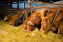 Domestic beef cattle, calves feeding in winter rearing shed, Scotland, UK, November 2007