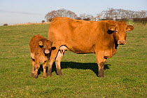 Domestic beef cattle, calf and cow in field, Scotland, UK, November