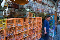 Bird market, Hong Kong, China, January 2009