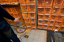 Bird market, Hong Kong, China, January 2009
