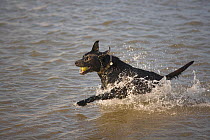 Black labrador dog running through sea water, Norfolk, UK, October