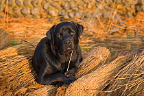 Black labrador dog resting on reeds used by thatcher to thatch roof, Norfolk, UK, November
