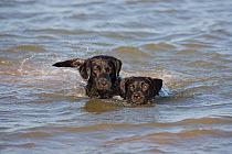 Two Black labrador dogs playing in sea water, Norfolk, UK, October
