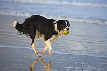 Border collie running along beach with ball in its mouth, Norfolk, UK, October
