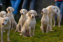 Pack of hounds waiting quietly, North Norfolk Harriers, Sennow Park, Norfolk, UK, December 2008